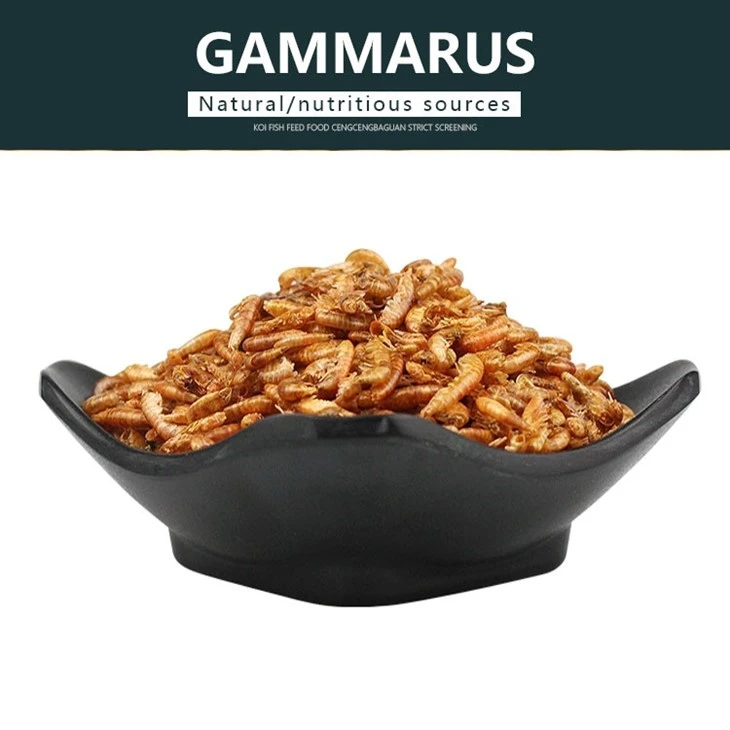 Gammarus shrimp Food