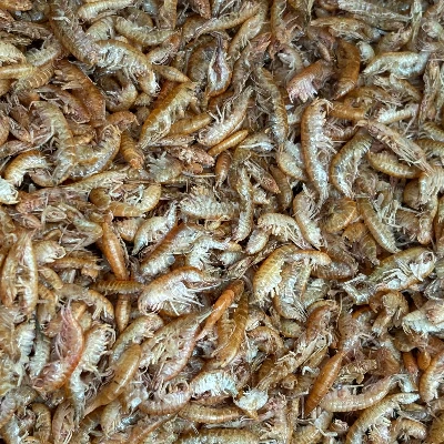 Freeze Dried Gammarus Freeze Dried Gammarus