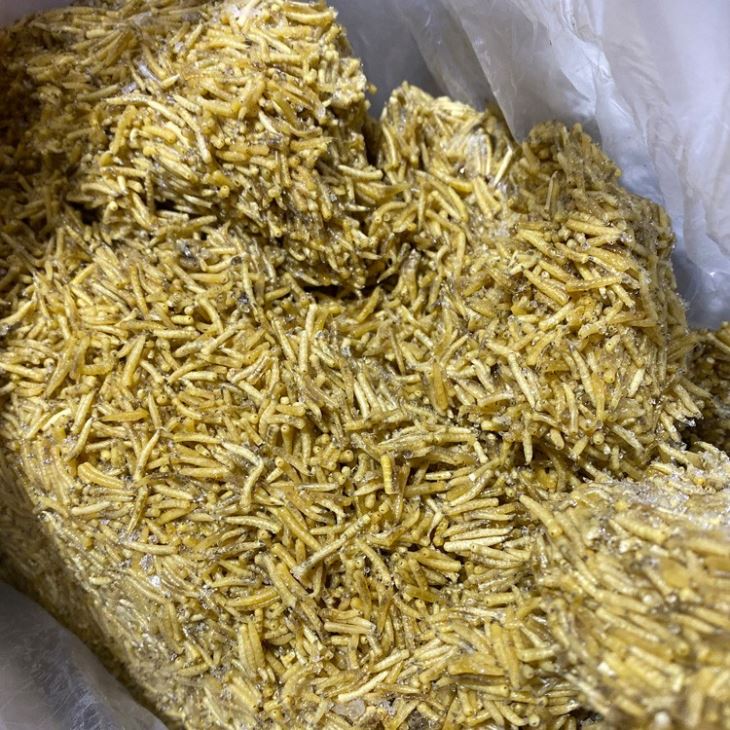 Frozen Maggots Frozen Maggots